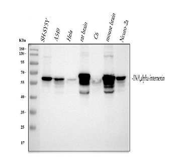 Anti-Alpha Internexin/INA Antibody