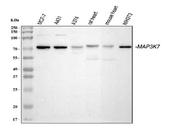 TAK1/MAP3K7 Antibody