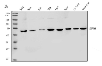 Anti-MAP3K8 Antibody