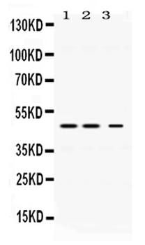 Anti-Perilipin 3/PLIN3 Antibody