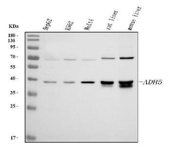 Anti-Alcohol dehydrogenase class-3 ADH5 Antibody
