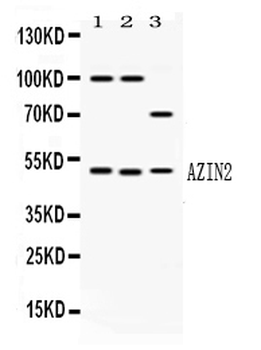 Anti-L-Arginine decarboxylase/AZIN2 Antibody