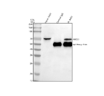 Anti-ABCE1 Antibody
