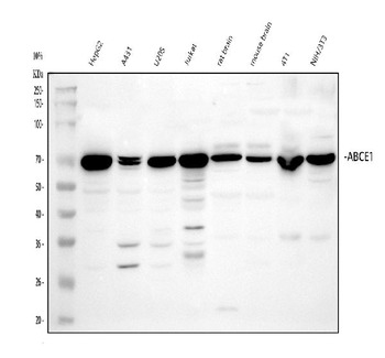 Anti-ABCE1 Antibody