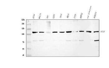 ATP citrate lyase/ACLY Antibody