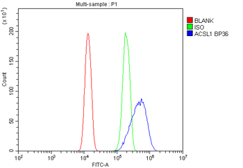 ACSL1 Antibody