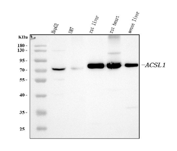 Anti-ACSL1 Antibody