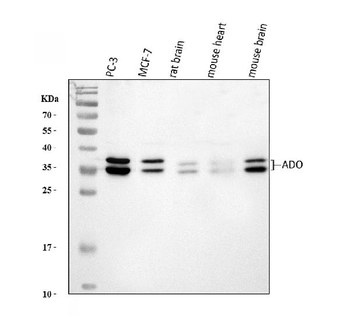 Anti-ADO Antibody