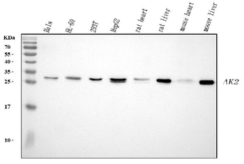 Anti-AK2 Antibody