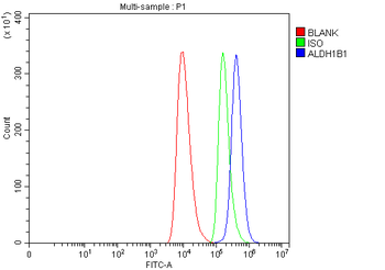 Anti-ALDH1B1 Antibody