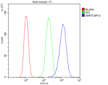 Anti-AMFR Antibody
