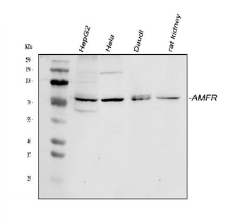AMFR Antibody
