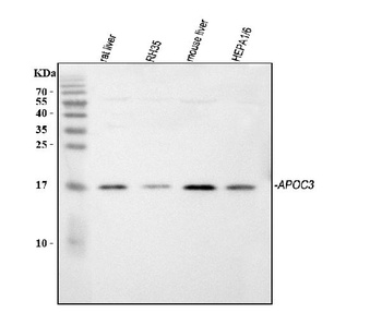 Apolipoprotein CIII/APOC3 Antibody