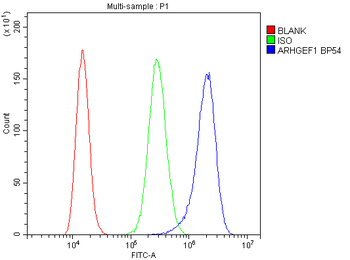 ARHGEF1 Antibody