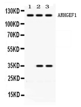 ARHGEF1 Antibody