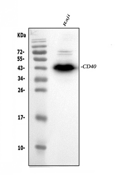 CD40 Antibody