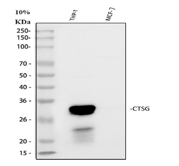 Cathepsin G/CTSG Antibody