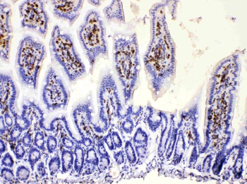 Anti-DHODH Antibody