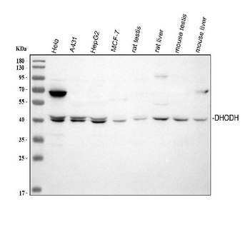 Anti-DHODH Antibody