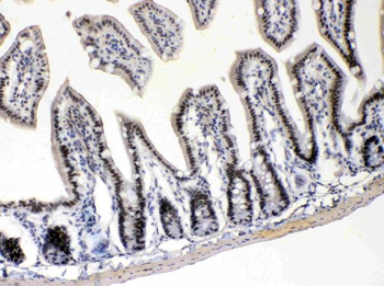 Anti-E2F4 Antibody