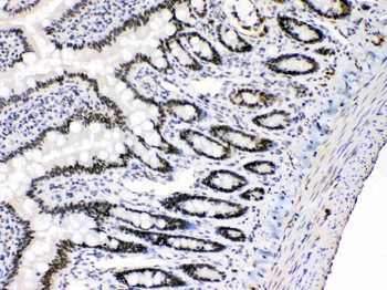 Anti-E2F4 Antibody