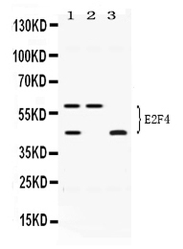 Anti-E2F4 Antibody