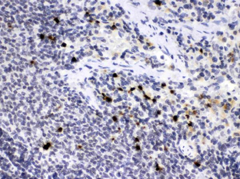 Anti-Neutrophil Elastase/ELANE Antibody