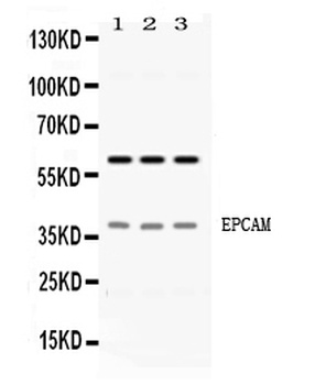 EpCAM Antibody