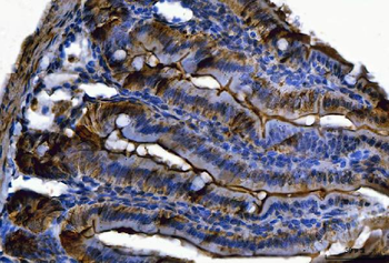 Fgf19(Fgf15) Antibody
