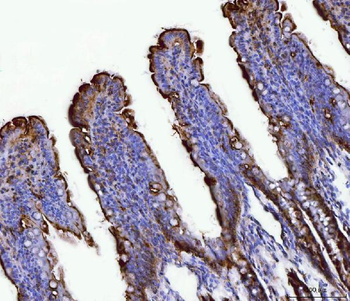 Anti-Fgf19(Fgf15) Antibody
