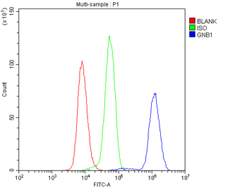 GNB1 Antibody