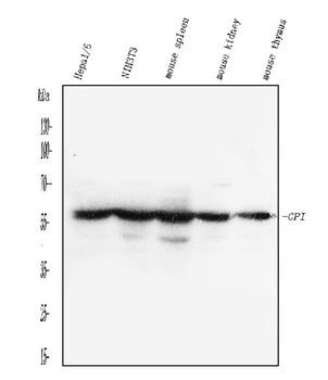 Glucose 6 phosphate isomerase/GPI Rabbit Polyclonal Antibody