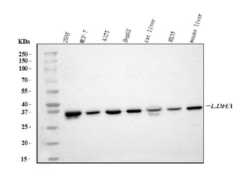Anti-LDHA Antibody