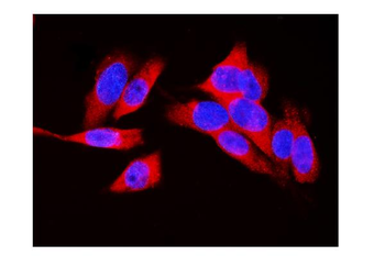 Anti-LDHA Antibody