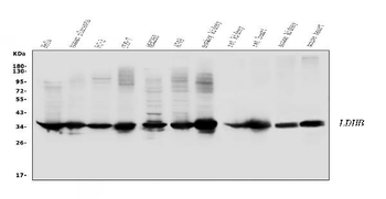 Anti-Lactate Dehydrogenase B/LDHB Antibody