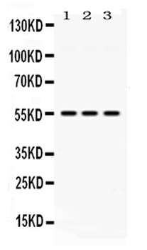 Anti-MPP1 Antibody