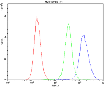 Anti-NFIA Antibody