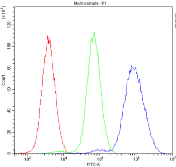 Anti-NFIA Antibody