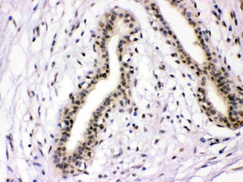 Anti-NFIA Antibody