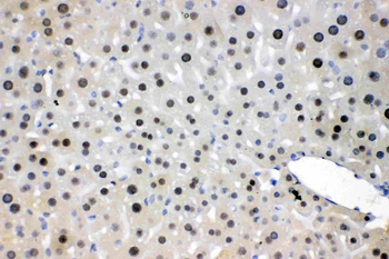 Anti-NFIA Antibody