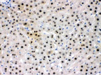 Anti-NFIA Antibody
