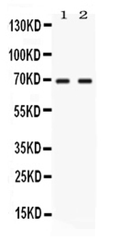 Anti-NFIA Antibody