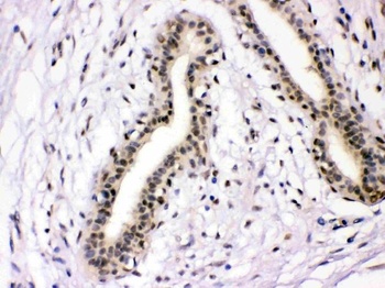 NFIA Antibody