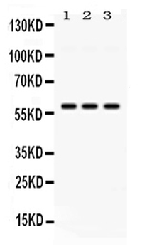E3 SUMO-protein ligase PIAS4/SUMO Rabbit Polyclonal Antibody