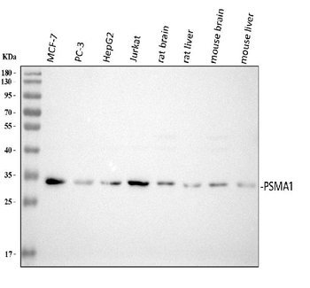 Anti-Proteasome 20S C2/PSMA1 Antibody