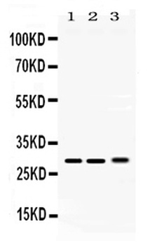 Proteasome 20S alpha 3/PSMA3 Antibody