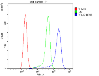 RPL19 Antibody