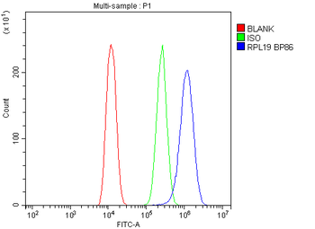 Anti-RPL19 Antibody