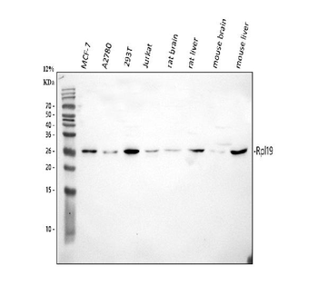Anti-RPL19 Antibody