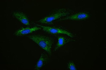 MPS1/RPS27 Antibody